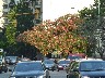 Argentina's national tree (Ceibo)