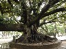 Enormous old rubber tree