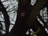 Entering the nest