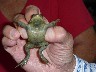 Frog held by Manuel