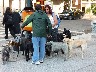 More dog walkers