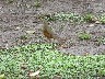 Rufus bellied thrush
