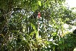 Bromiliad in flower growing on tree