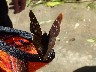 Brown butterfly on Bill's hat