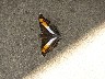 Butterfly - black, white and yellow