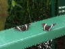 Butterfly black and white