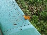 Butterfly orange