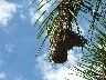 Cacique in nest