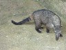 Coati