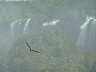 Condor4