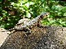 Lava lizard