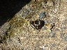 Millipede
