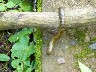 Millipedes again