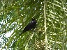 Red rumped Cacique