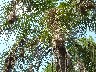 Red rumped Cacique nests 2
