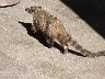 South American Coati