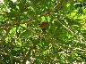 Surucua Trogon