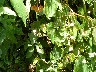 Wild Begonias
