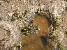 Yellow Butterflies