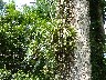Yellow Orchid growing on tree