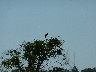 Black Vulture