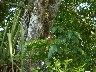 Bromiliad growing up the tree