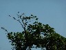 Crane Hawk