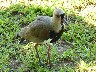 Front view of plover