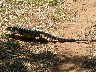 Golden Tegu lizard