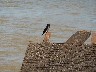 Grey breasted martin