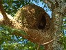 Horneros in its nest