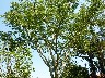 Milky tree