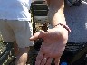 One of the many butterflies