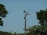 Parakeet on right, nest on left