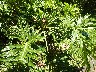 Philodendron