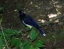 Plush crested Jay edited