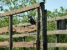 Smooth billed Ani