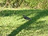 Tero Comun Southern Lapwing