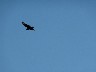 Condor