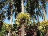 Orchids growing on tree