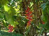 Same flowers as in Equador