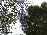 Jacaranda in bloom