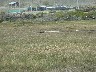 Female Upland goose