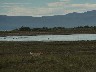 Flamingo about to be chased away by dogs