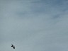 Flying plover