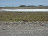 Initial view of bird sanctuary