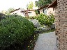 Lilac in flower in hotel garden