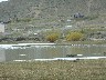 More Flamingoes