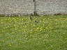 Plovers landed