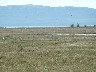 Upland geese disturbed and flying off